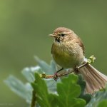 Budníček menší (Phylloscopus collybita), Hradišťany