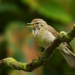 Budníček menší (Phylloscopus collybita), Hradišťany