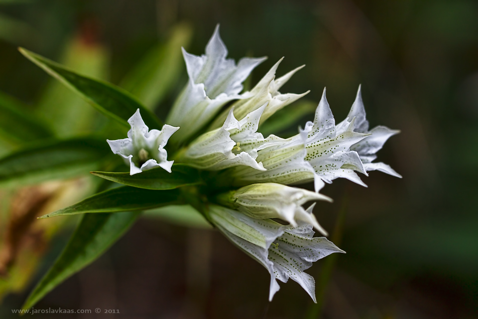 Hořec tolitovitý (Gentiana asclepiade), Krkonoše