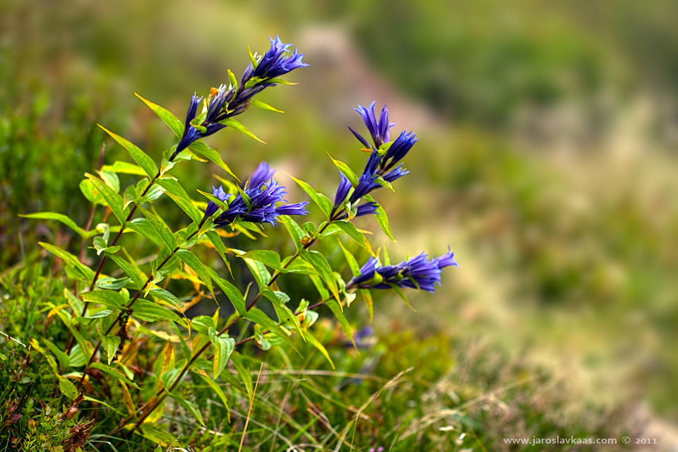 Hořec tolitovitý (Gentiana asclepiade), Krkonoše