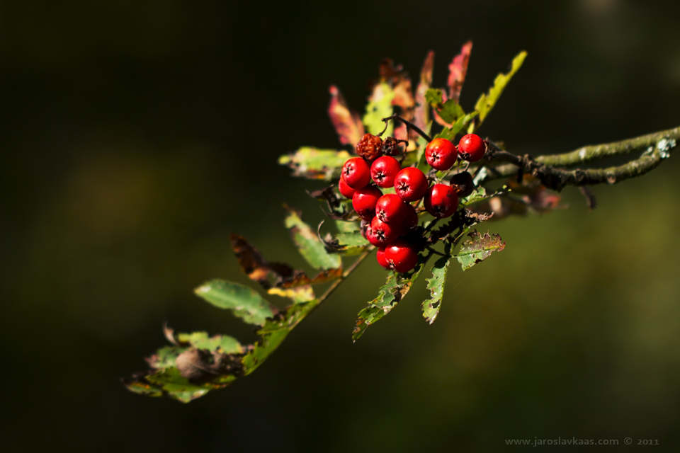 Jeřáb ptačí pravý (Sorbus aucuparia subsp. aucuparia), Chlumská hora