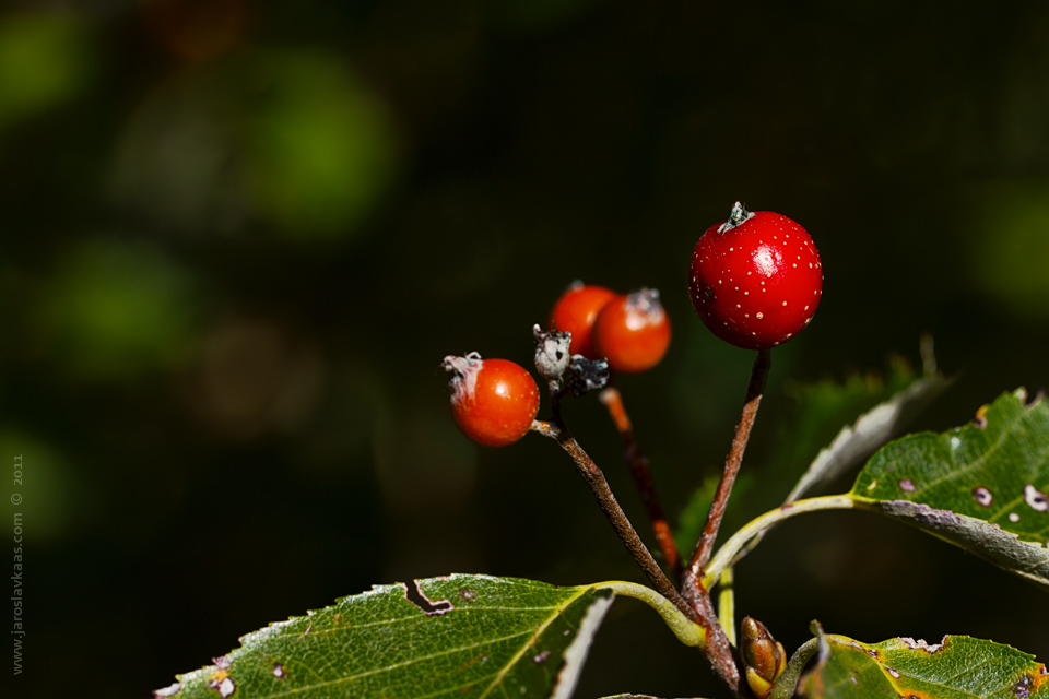 Jeřáb manětínský (Sorbus rhodanthera), Chlumská hora