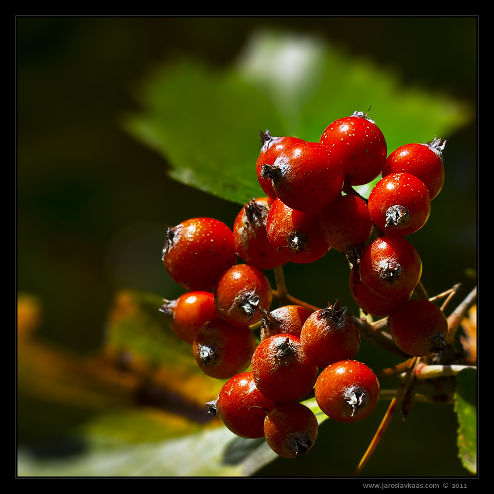 Jeřáb manětínský (Sorbus rhodanthera), Chlumská hora