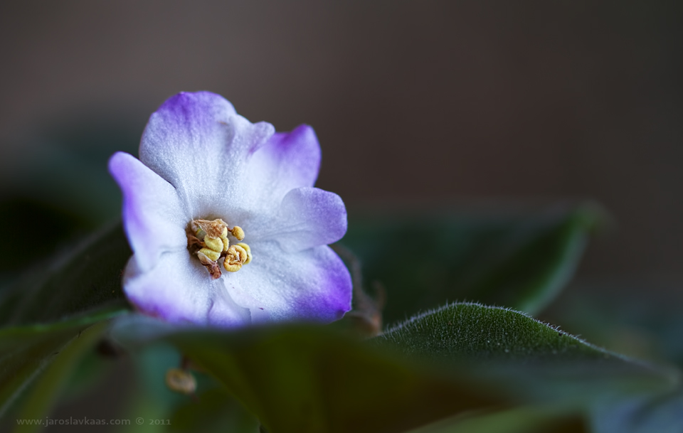 Africká fialka (Saintpaulia ionantha), Stod