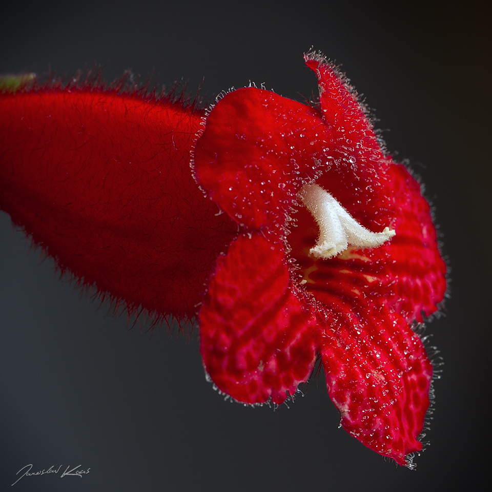 Kohleria sp., Plzeň  (detail)