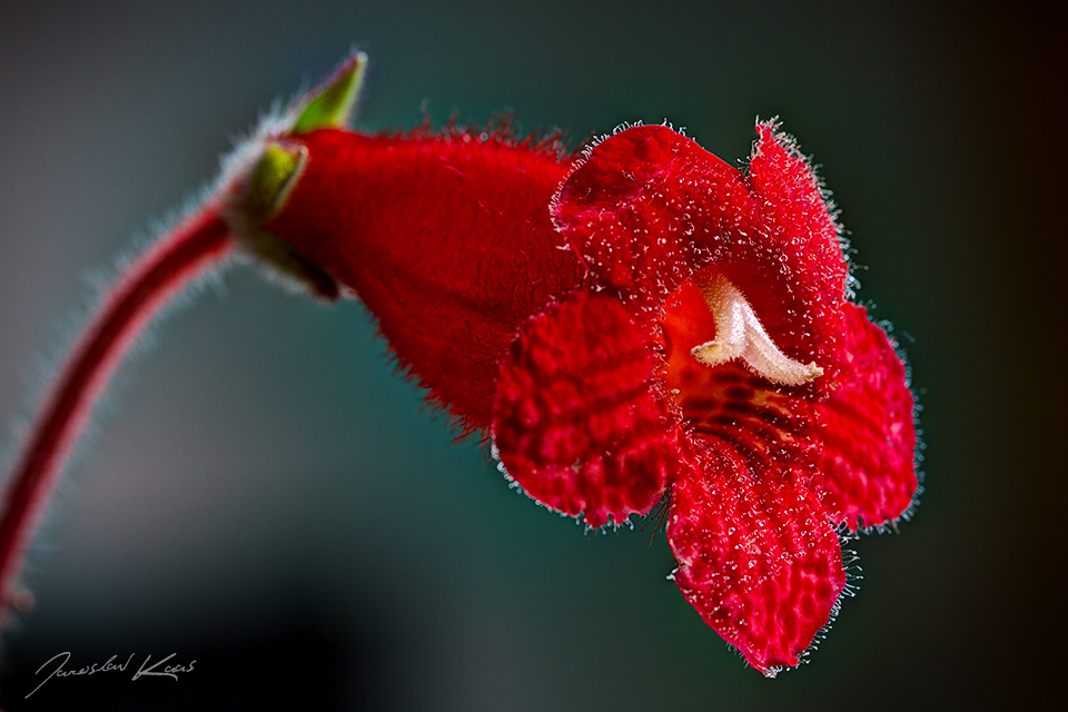 Kohleria sp., Plzeň  (HDR)