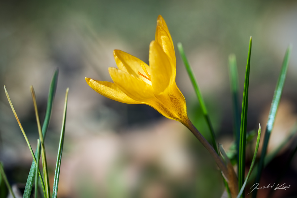 Šafrán zlatý (Crocus chrysanthus), Hradišťany
