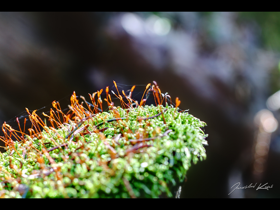 Rokyt cypřišovitý (Hypnum cupressiforme), Hradišťany (HDR)