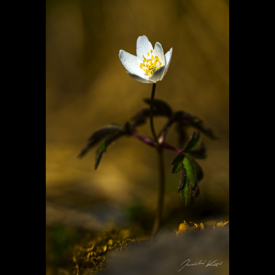 Sasanka hajní (Anemone nemorosa), Chlumská hora