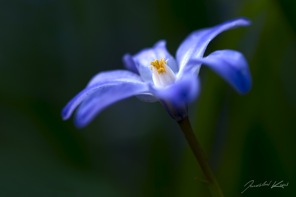 Ladoňka velkokvětá (Scilla luciliae), Staňkov