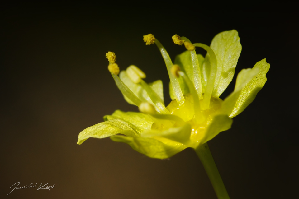 Javor mléč (Acer platanoides), detail květu, Staňkov