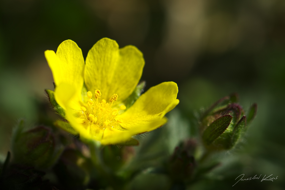 Mochna jarní (Potentilla tabernaemontani), Staňkov