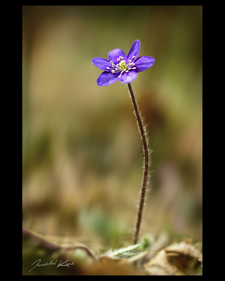 Jaterník podléška (Hepatica nobilis), Chlumská hora