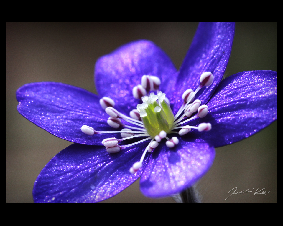 Jaterník podléška (Hepatica nobilis), detail květu, Chlumská hora