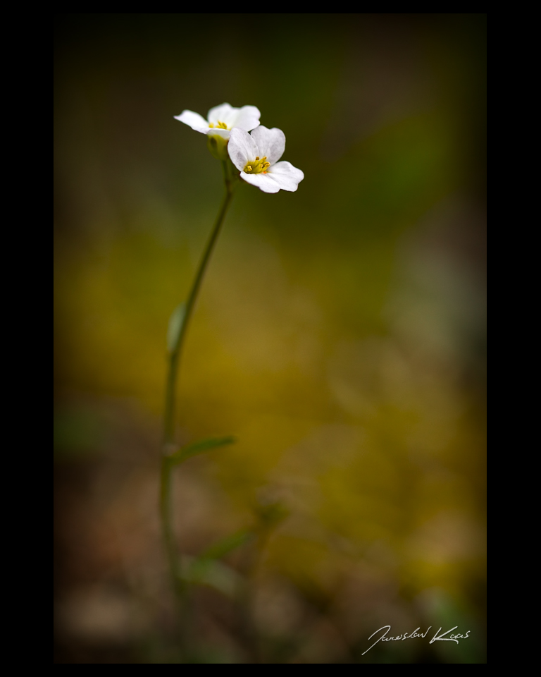 Řeřišničník Hallerův (Cardaminopsis halleri), Chlumská hora