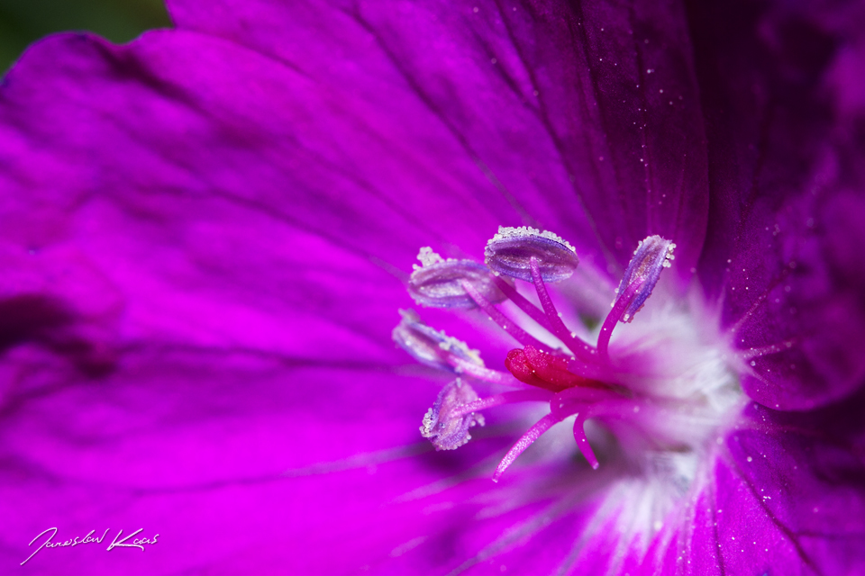 Kakost krvavý / Geranium sanguineum / Bloody Crane\'s-bill, Chlumská hora