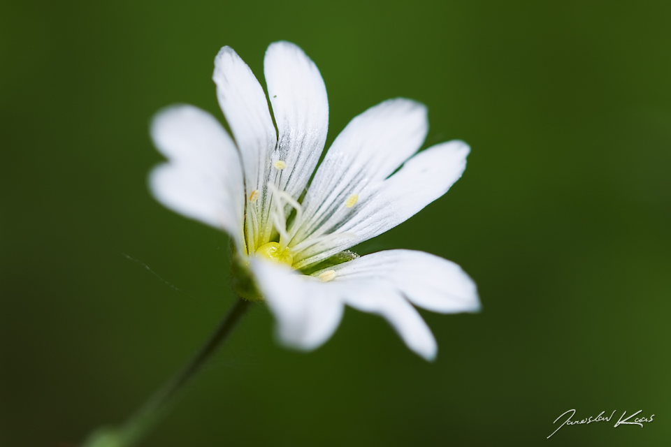 Rožec (Cerastium sp.), Hradišťany