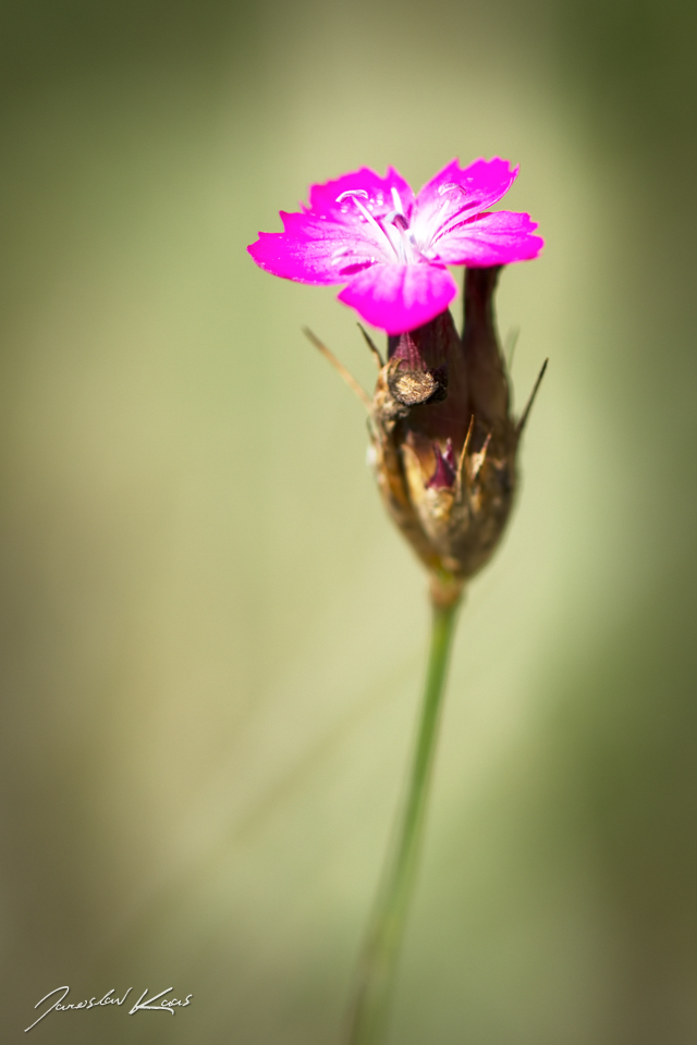 Hvozdík Pontederův / Dianthus pontederae / Pink, CHKO Pálava, NPR Děvín-Kotel-Soutěska