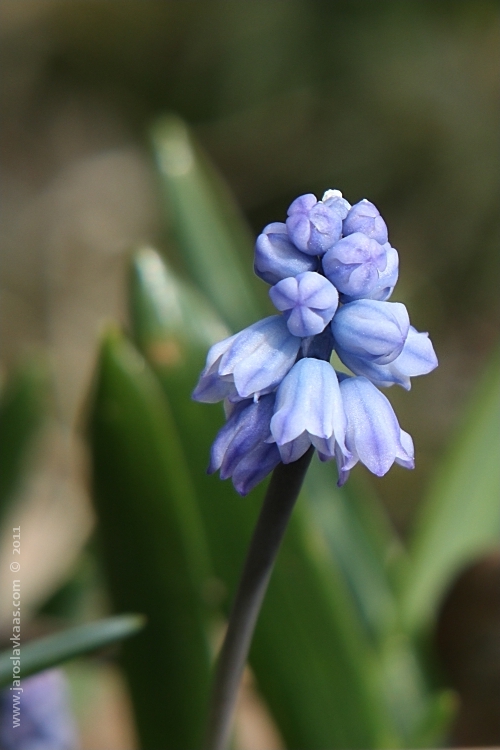 Hyacintec azurový (Hyacinthella azurea), Hradišťany