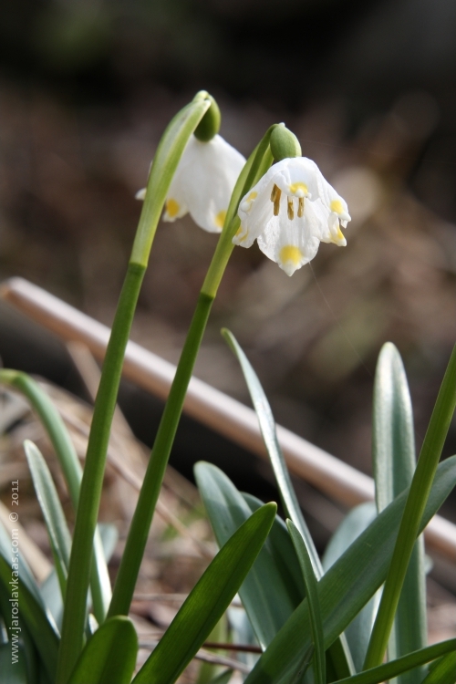 Bledule jarní (Leucojum vernum), Hradišťany