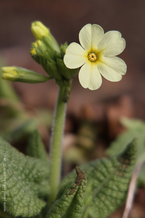 Prvosenka jarní (Primula veris), Hradišťany