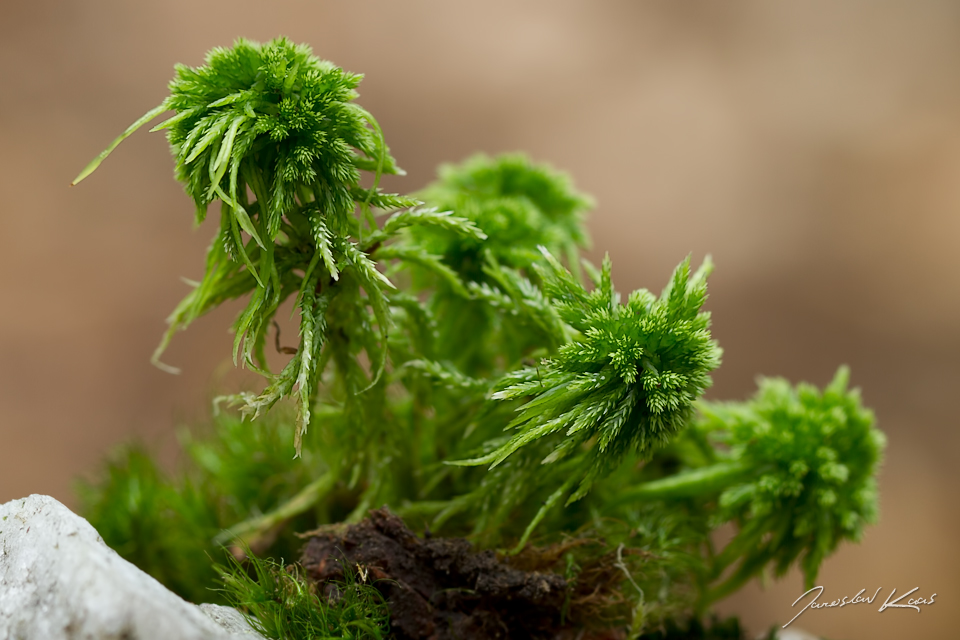 Rašeliník Dusénův (Sphagnum cf. majus), Krkonošský národní park