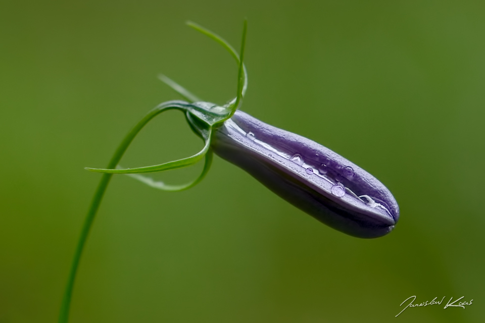 Zvonek okrouhlolistý (Campanula rotundifolia), Krkonošský národní park