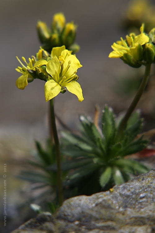 Osívka zimní  (Draba aizoides), Hradišťany