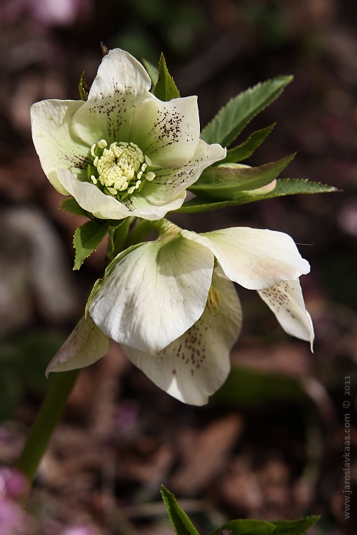 Čemeřice východní (Helleborus orientalis), Hradišťany