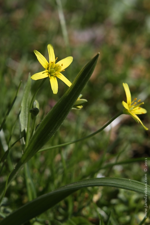 Křivatec žlutý (Gagea lutea), Hradišťany