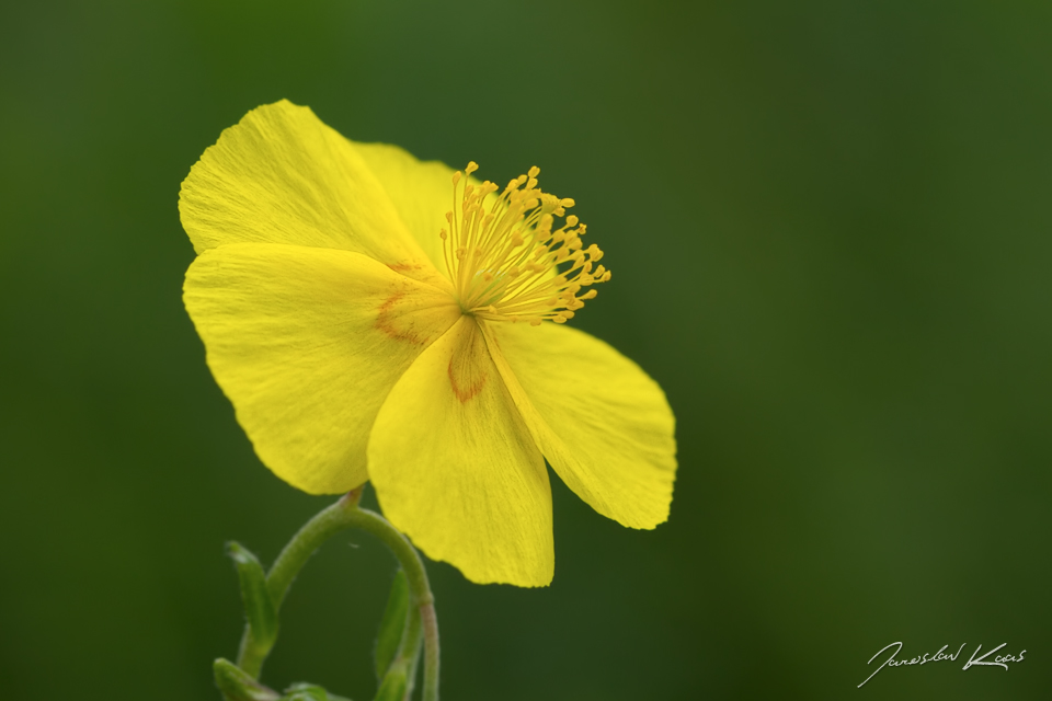 Devaterník velkokvětý tmavý (Helianthemum grandiflorum subsp. obscurum), CHKO Blanský les, NPR Vyšenské kopce