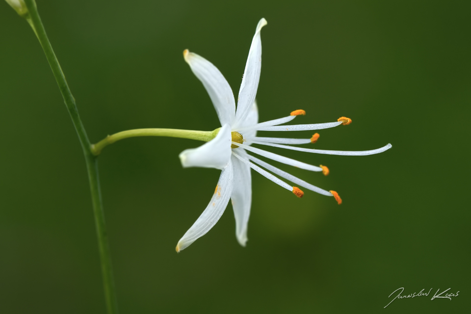 Bělozářka větevnatá (Anthericum ramosum), CHKO Blanský les, NPR Vyšenské kopce