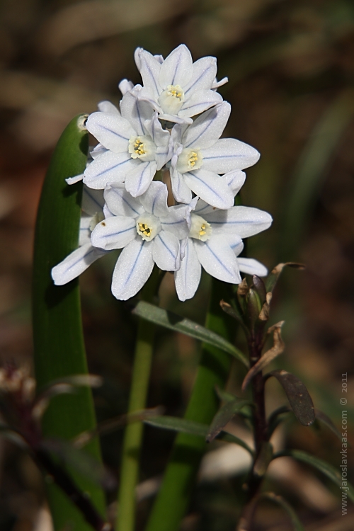 Puškinie ladoňkovitá (Puschkinia scilloides), Hradišťany