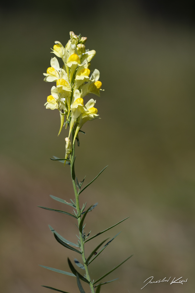 Lnice květel (Linaria vulgaris), PřP Česká Kanada