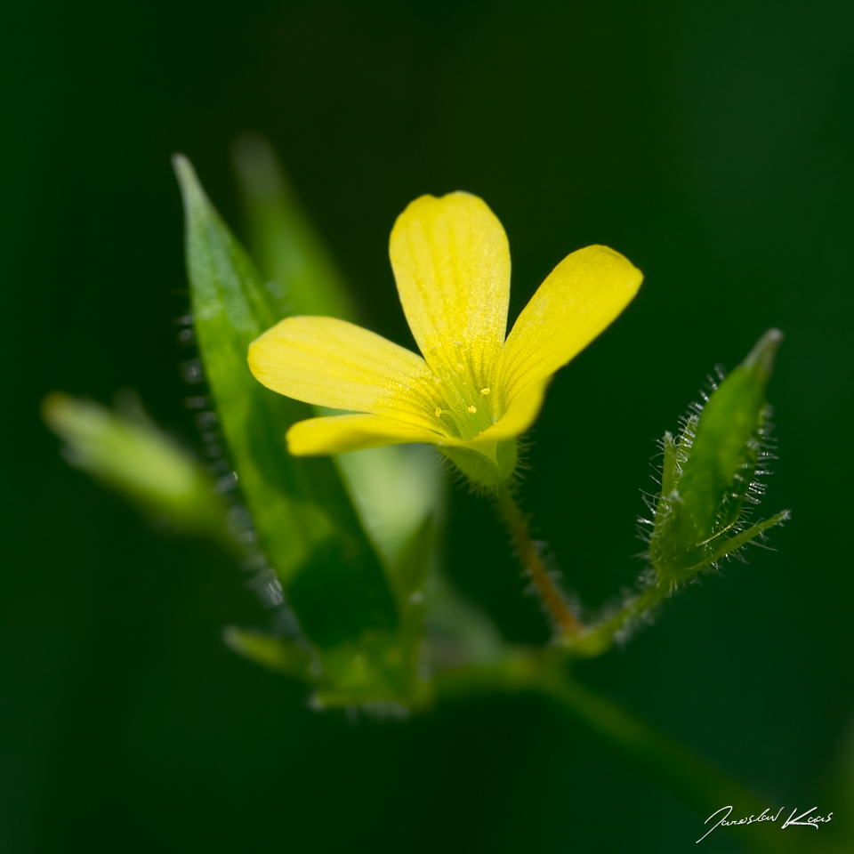 Šťavel evropský / Oxalis fontana / Common Yellow Oxalis, PřP Česká Kanada