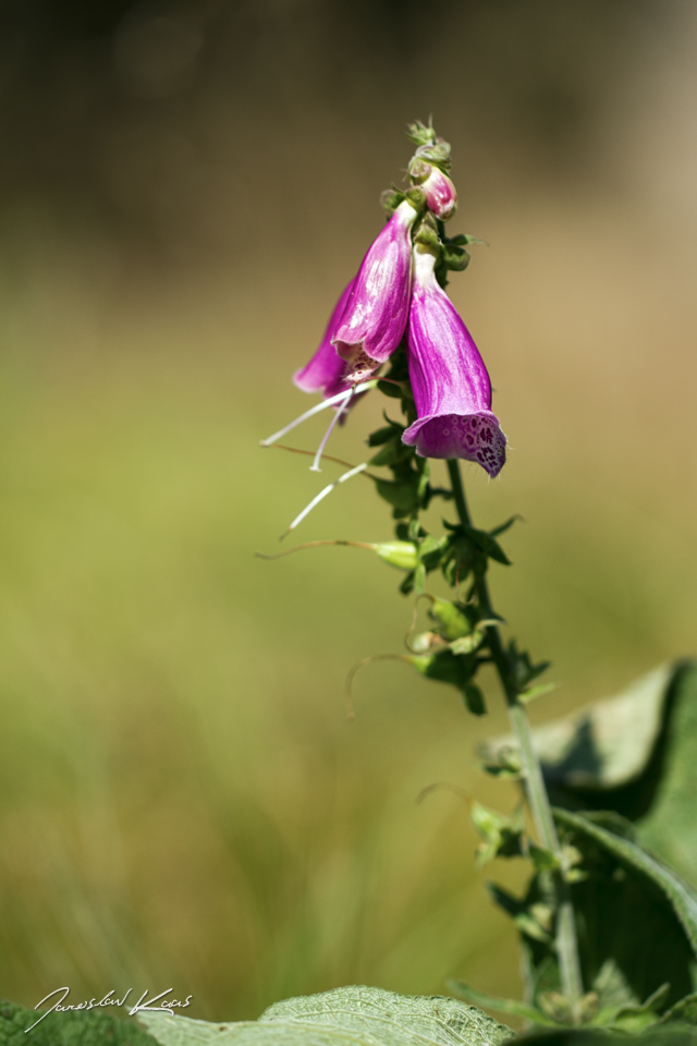 Náprstník červený (Digitalis purpurea), PřP Česká Kanada, PP Gebhárecký rybník