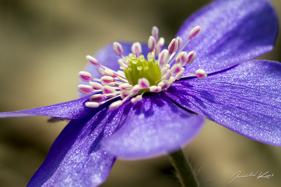 Jaterník podléška / Hepatica nobilis / Hepatica, Chlumská hora