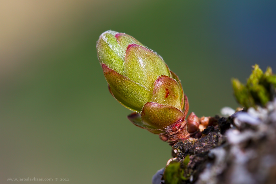 Líska obecná (Corylus avellana), Hradišťany