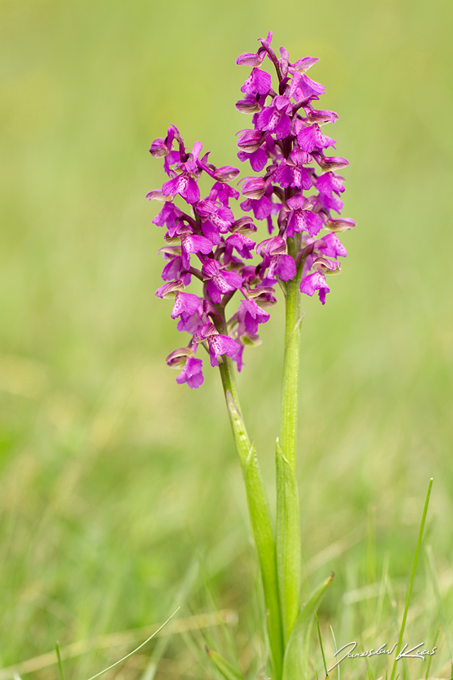 Vstavač kukačka / Orchis morio / Green-winged Orchid, Národní park Podyjí