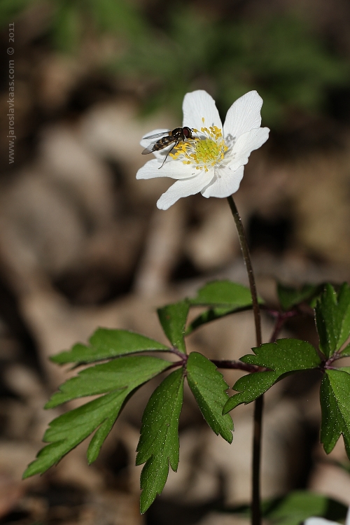 Sasanka hajní (Anemone nemorosa), Hradišťany