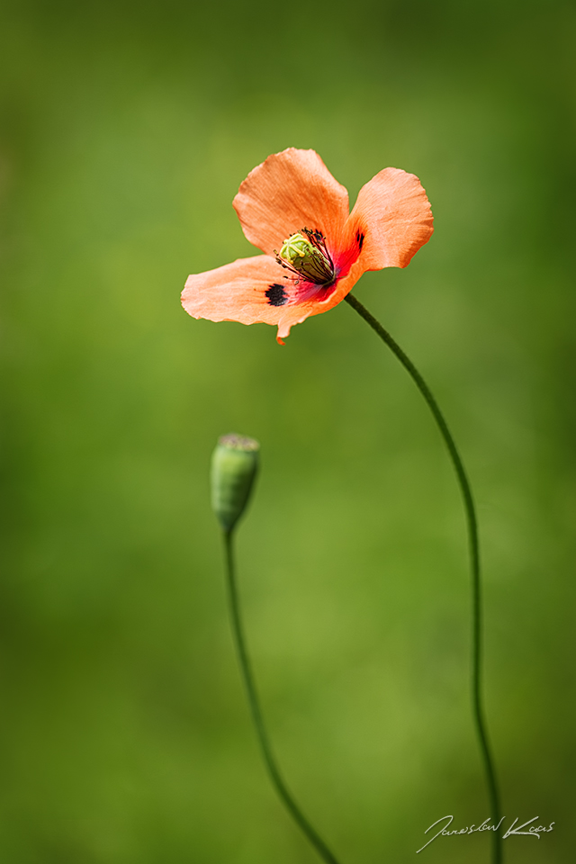 Mák vlčí / Papaver rhoeas / Common Poppy, Doupovské hory, NPR Úhošť