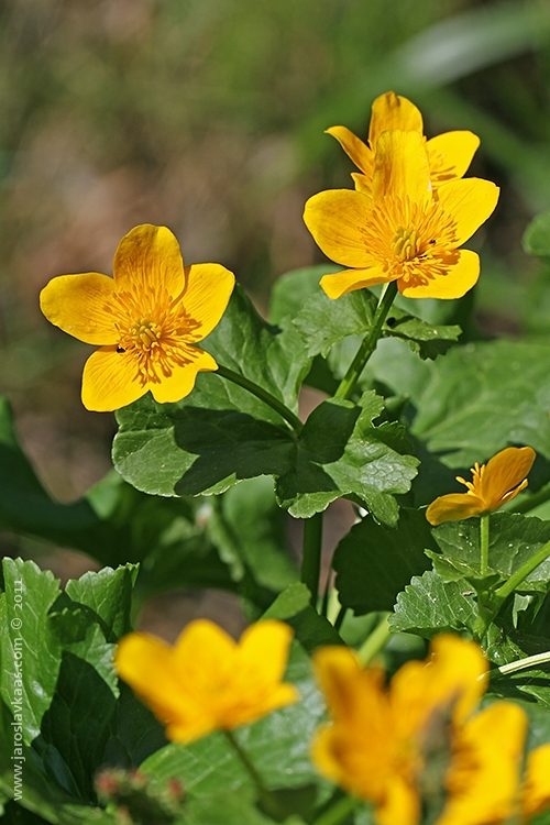 Blatouch bahenní (Caltha palustris), Hradišťany