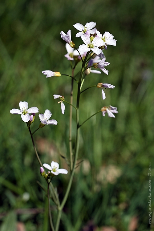 Řeřišnice luční (Cardamine pratensis), Hradišťany