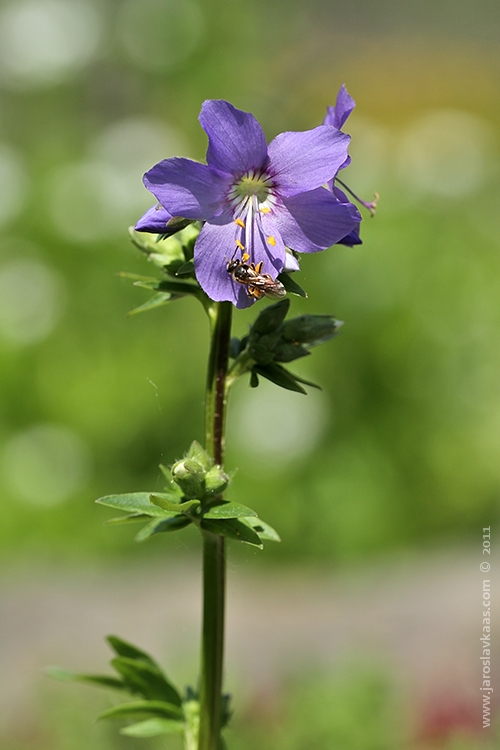 Jirnice modrá (Polemonium caeruleum), Hradišťany