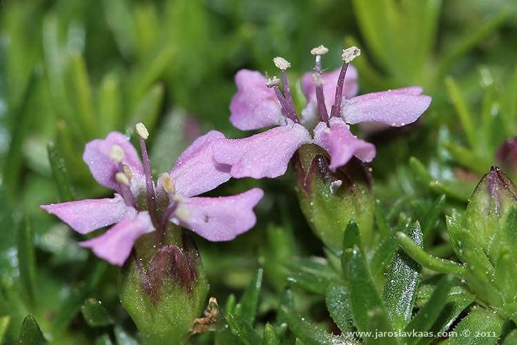 Silenka bezlodyžná (Silene acaulis \'Mount Snowdon\'), Hradišťany