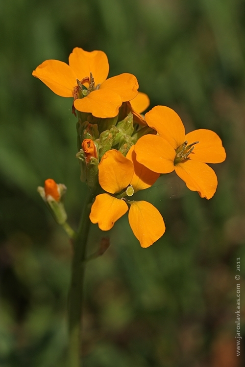 Trýzel (Erysimum sp.), Hradišťany