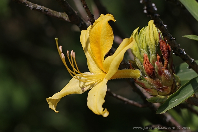 Pěnišník žlutý (Rhododendron luteum), Hradišťany