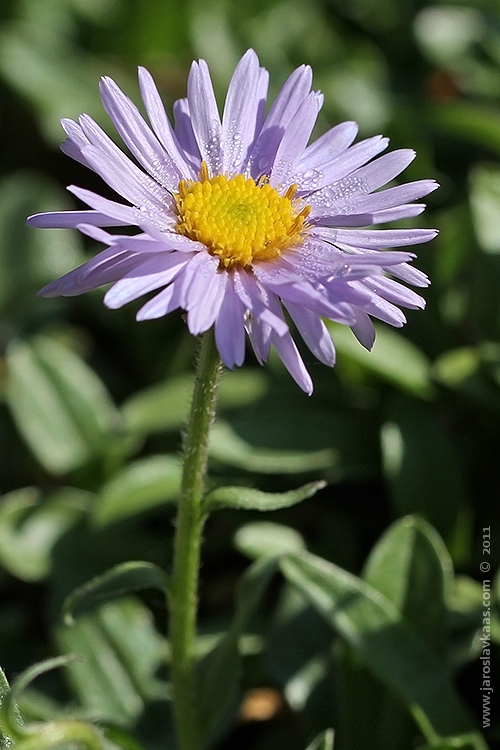 Hvězdnice alpská (Aster alpinus), Hradišťany