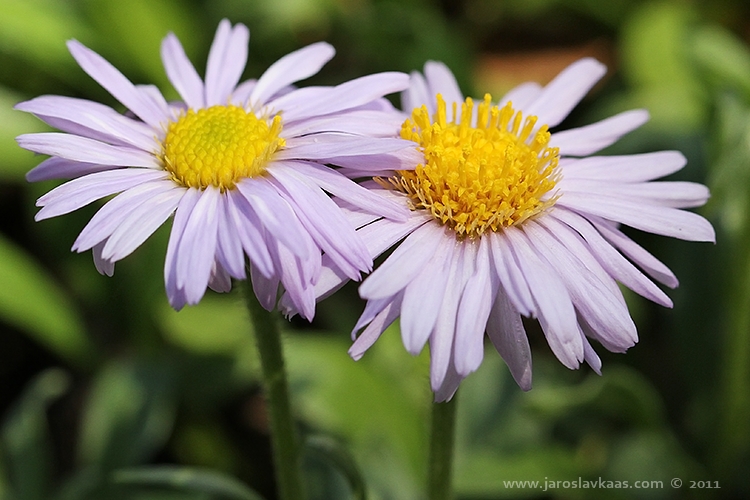 Hvězdnice alpská (Aster alpinus), Hradišťany