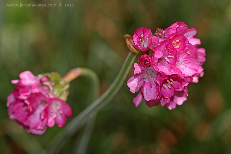 Trávnička přímořská (Armeria maritima), Hradišťany